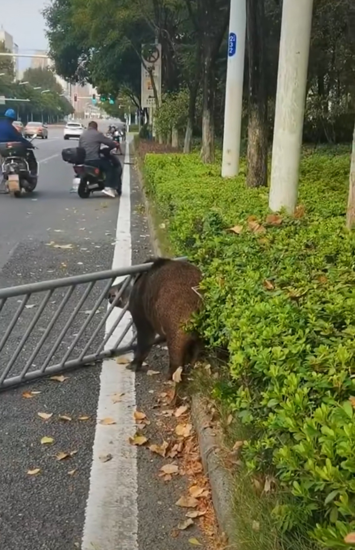 武汉高校惊现野猪横冲直撞事件