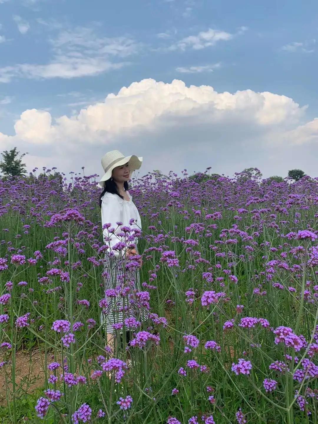 花开半夏，免费观看电视剧