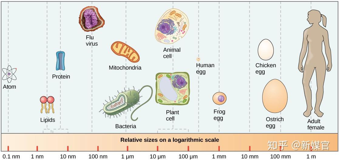 病毒名词解释病原微生物