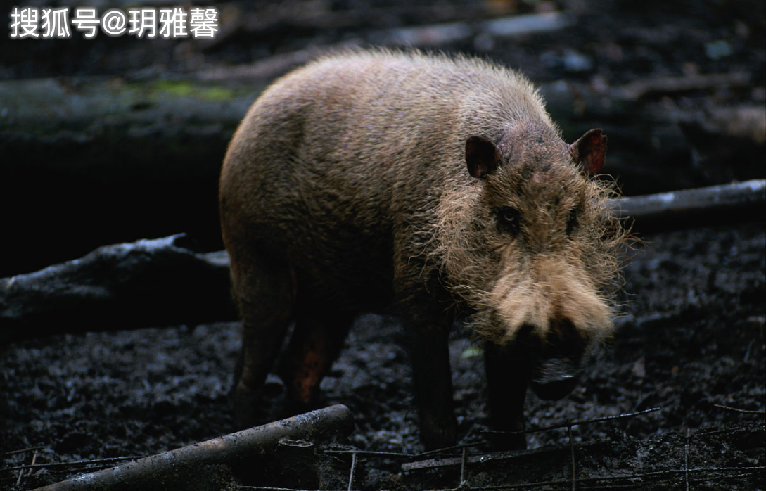 池州高校内野猪狂奔