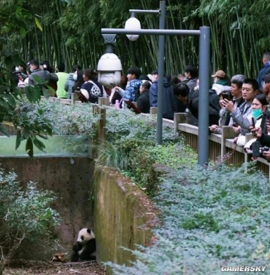 公园拍节目拒绝持票游客入园看熊猫