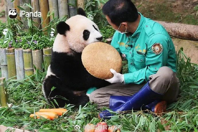 福宝精神食欲正常，官方称福宝状态良好，福宝精神及食欲稳定，官方确认福宝健康，福宝精神食欲正常受官方确认