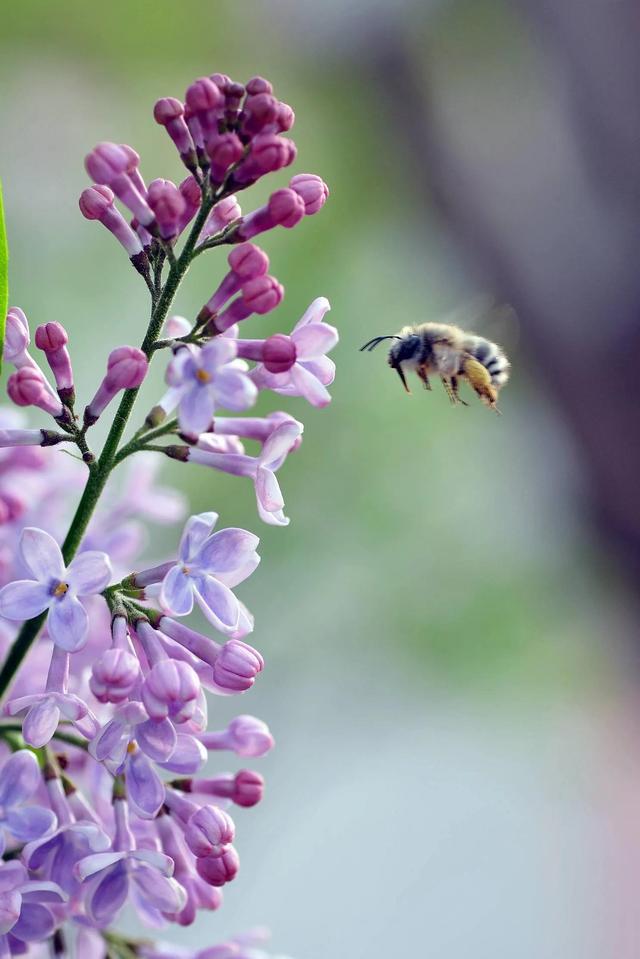 丁香花图片高清图