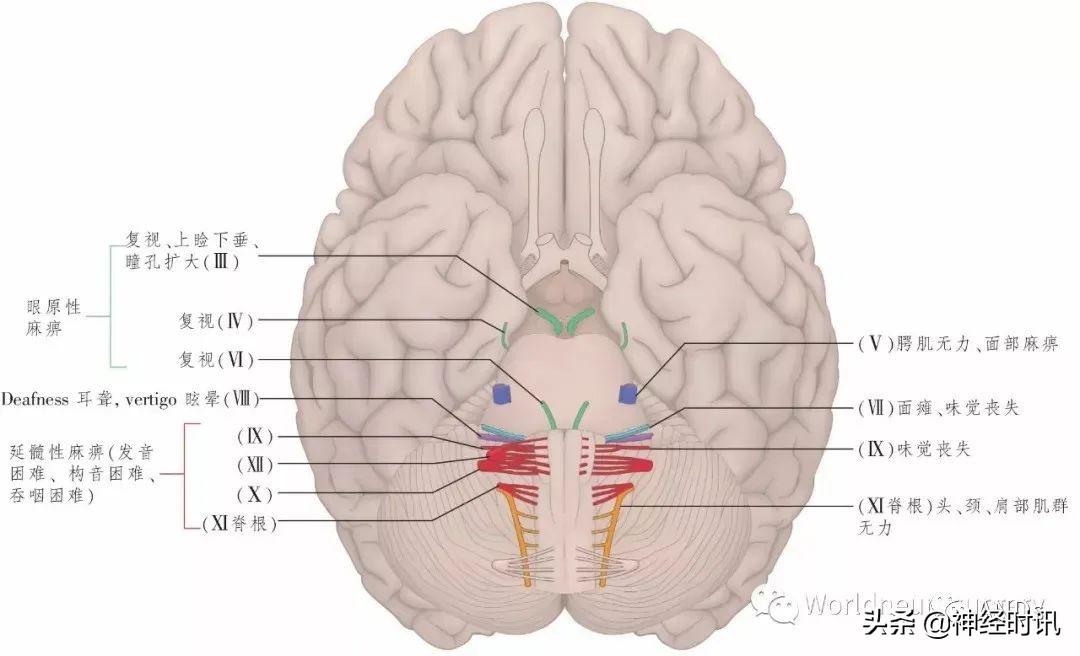 痉挛性发音障碍最新治疗方法