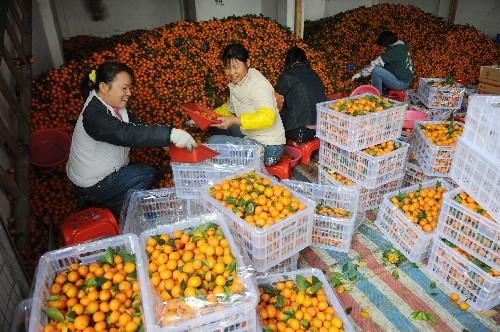 砂糖橘价格飙升 涨价近三成