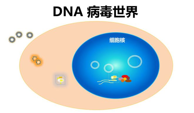 大别班病毒是DNA病毒吗？