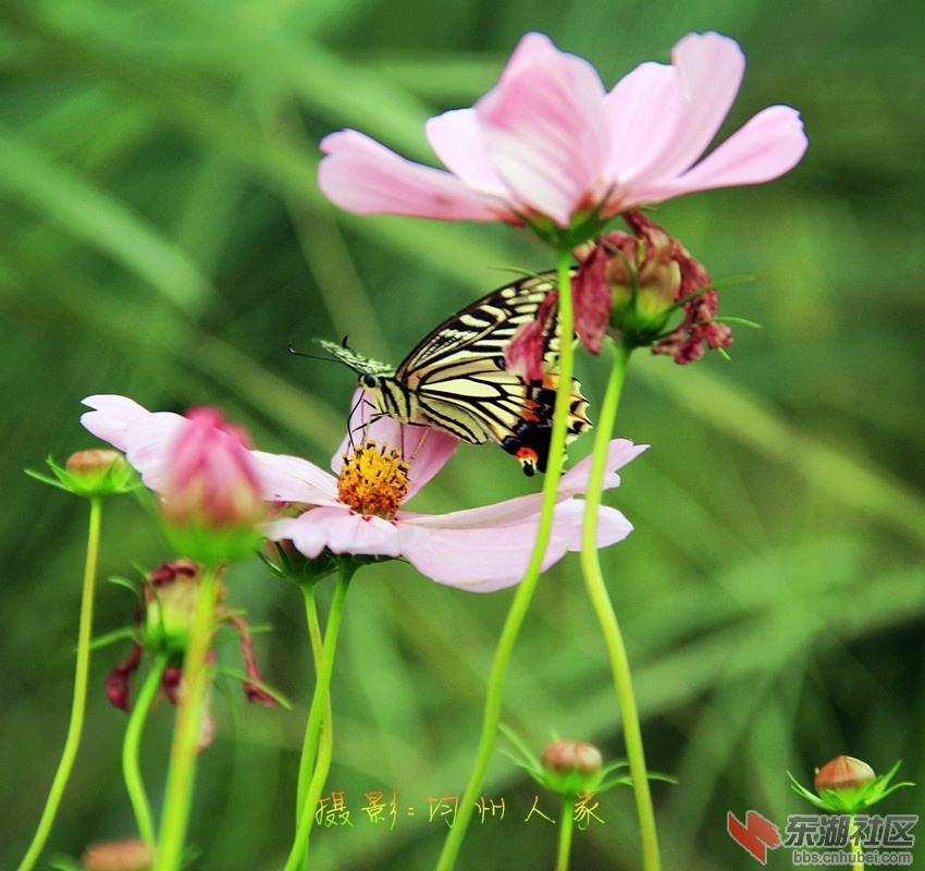 花蝴蝶，你为何看不到？