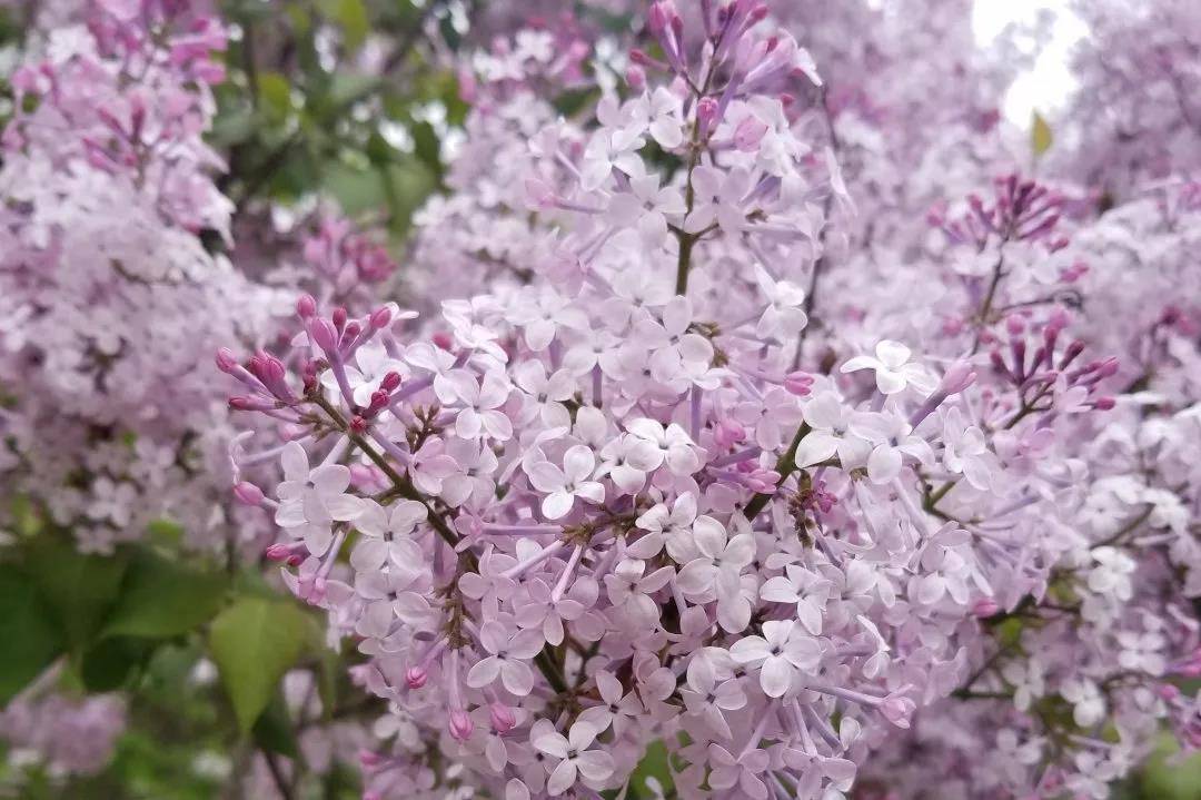 丁香花歌曲原唱，唐磊