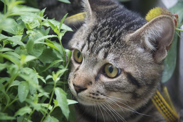 狸花猫打架的真相，身体素质、领地意识与攻击性