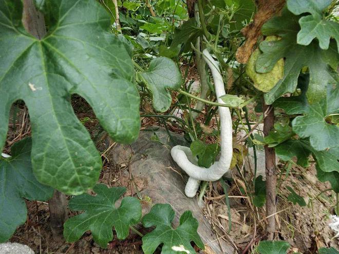 10 Ways to Enjoy Snake Gourd