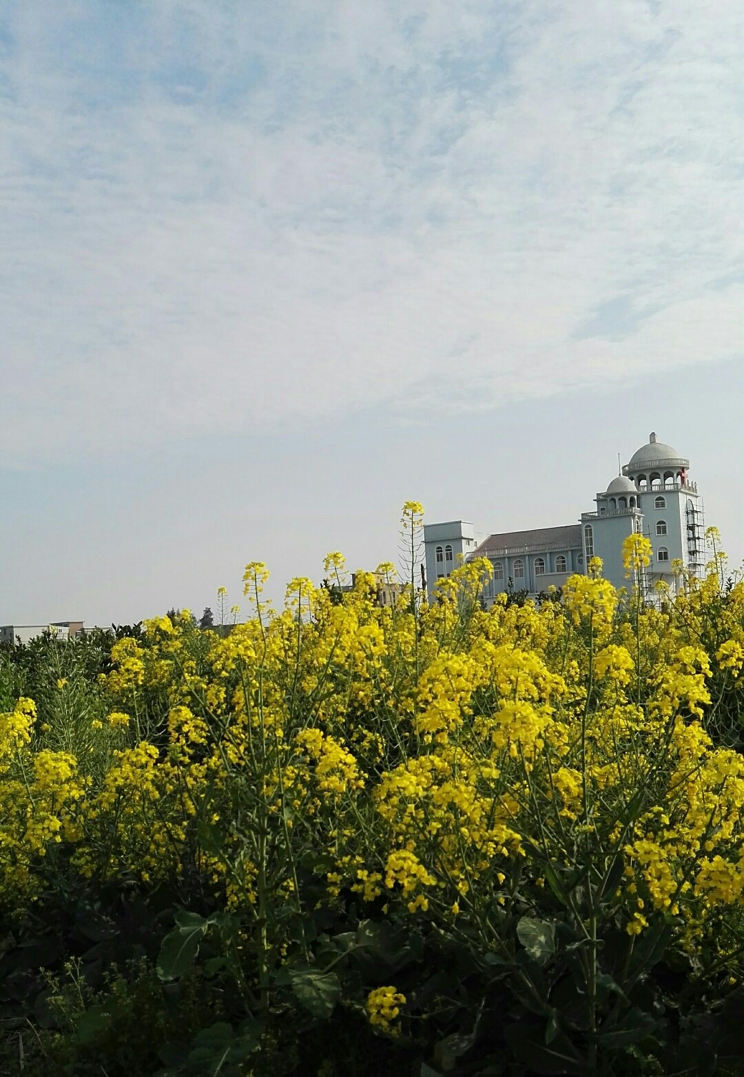 灵昆街道天气预报