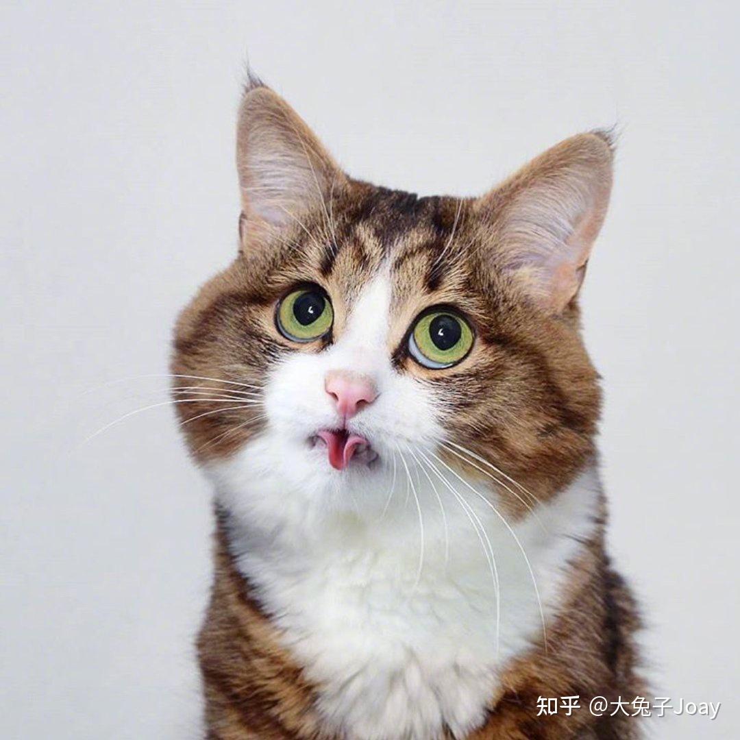 猫咪长了一张人脸表情包