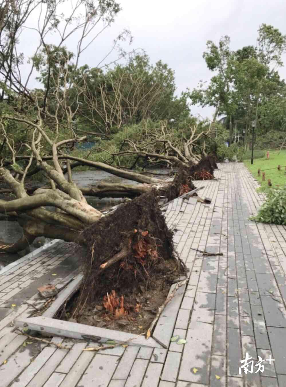 台风银杏减弱为热带低压