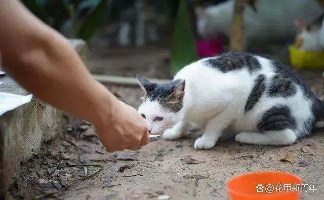 领养猫咪花1.4万后拒付猫贷被告