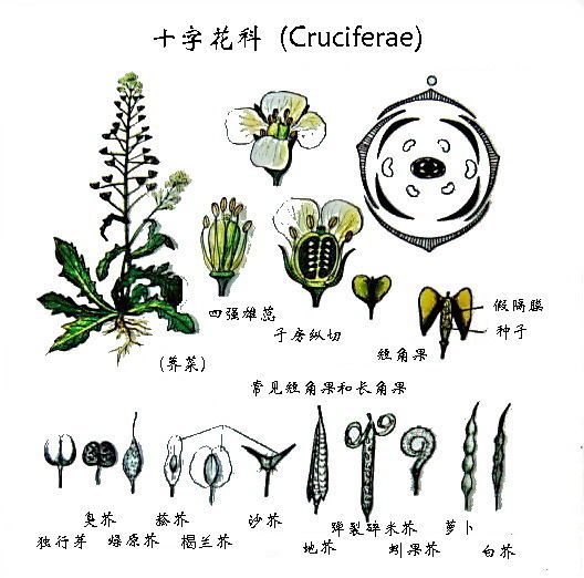 天秤座是动物还是植物？